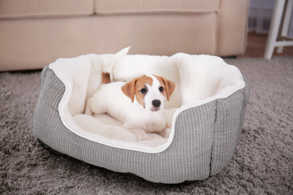 Štěňátko Jack Russela ve svém pelíšku